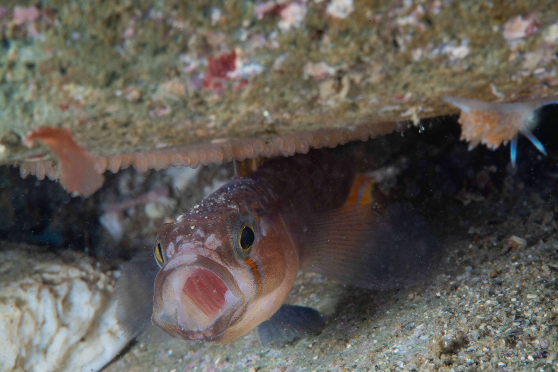 氣球魚