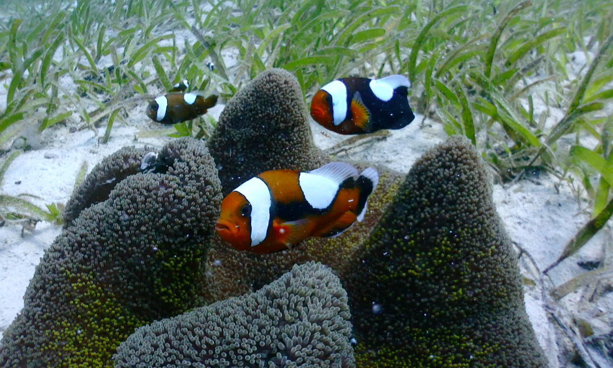 鞍背小丑魚