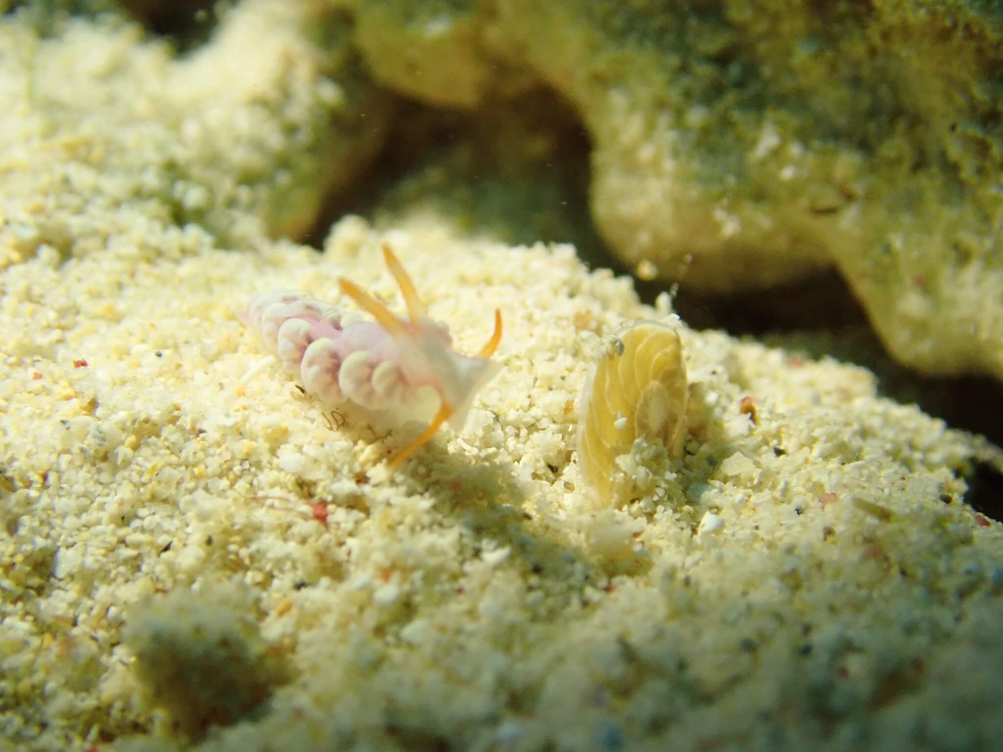 沖繩潛水 萬座毛 日本潛水 沖繩