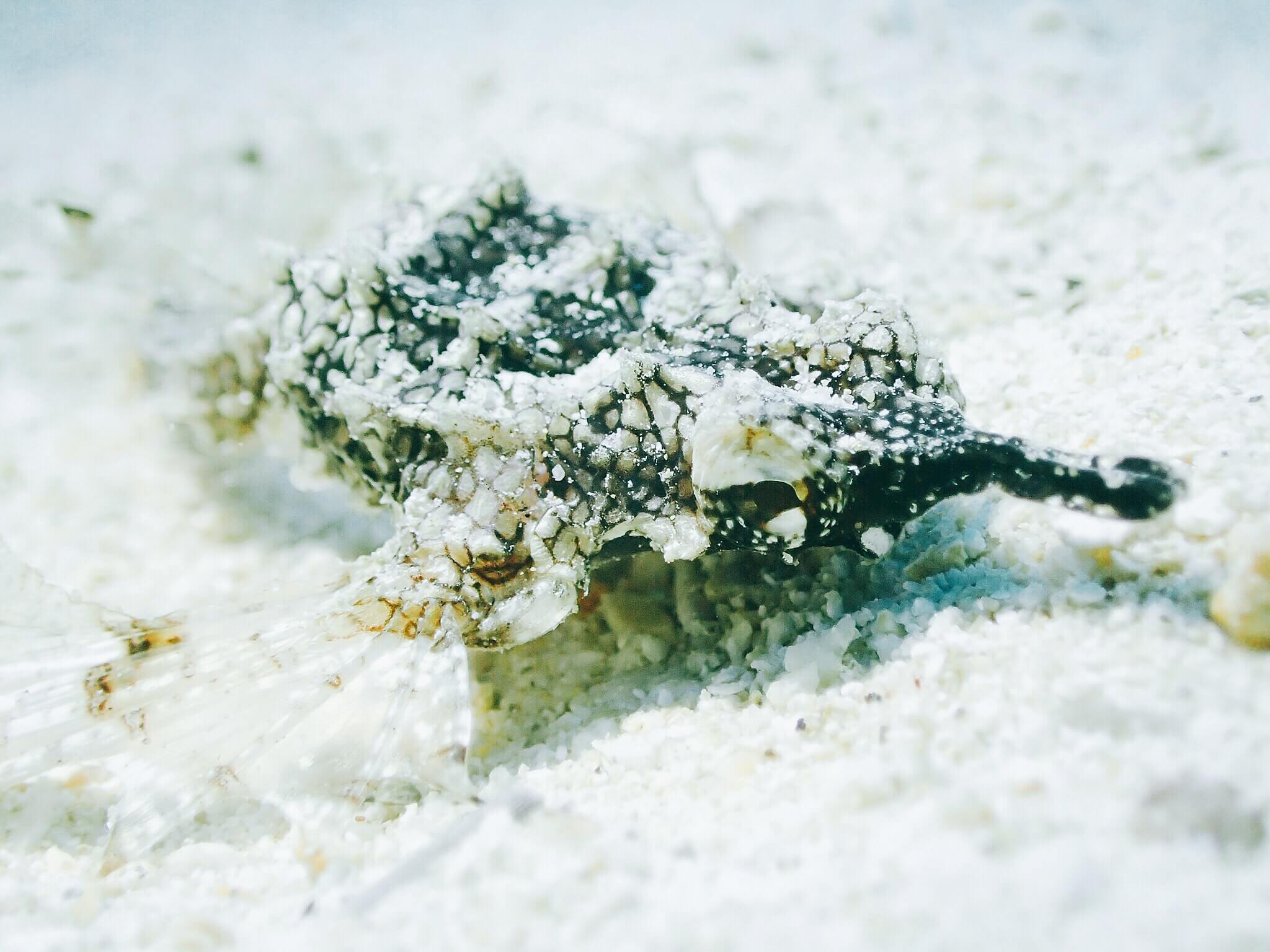 沖繩潛水 萬座毛 日本潛水 沖繩