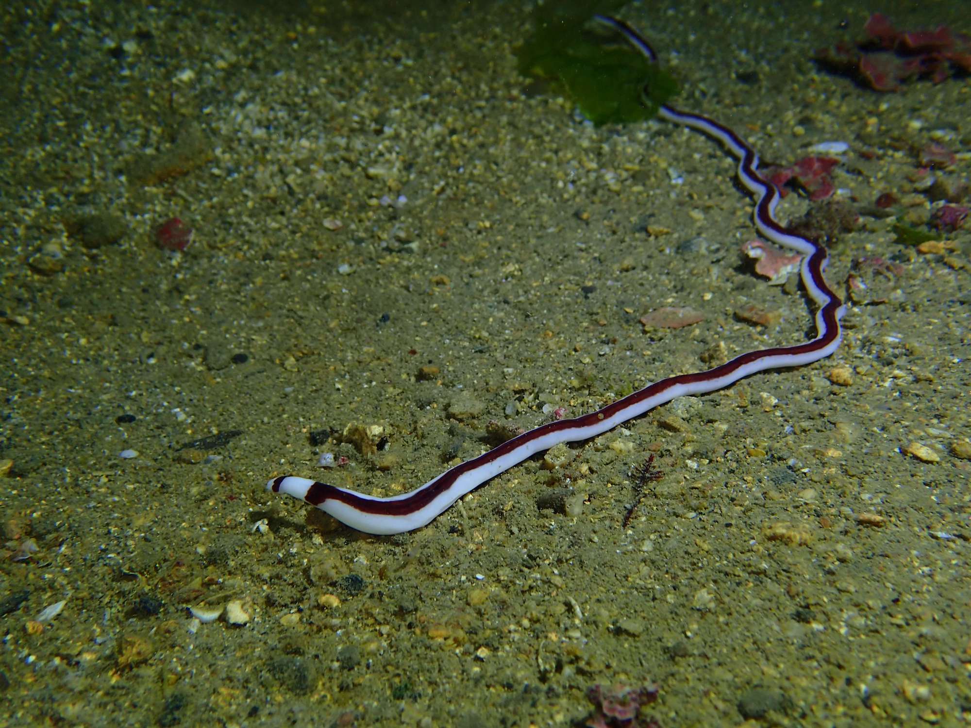 生物分類法 - 第 4 類：其他無脊椎類