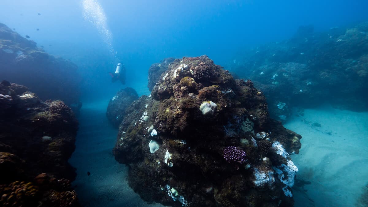 生物分類法 - 第 1 類：地形類