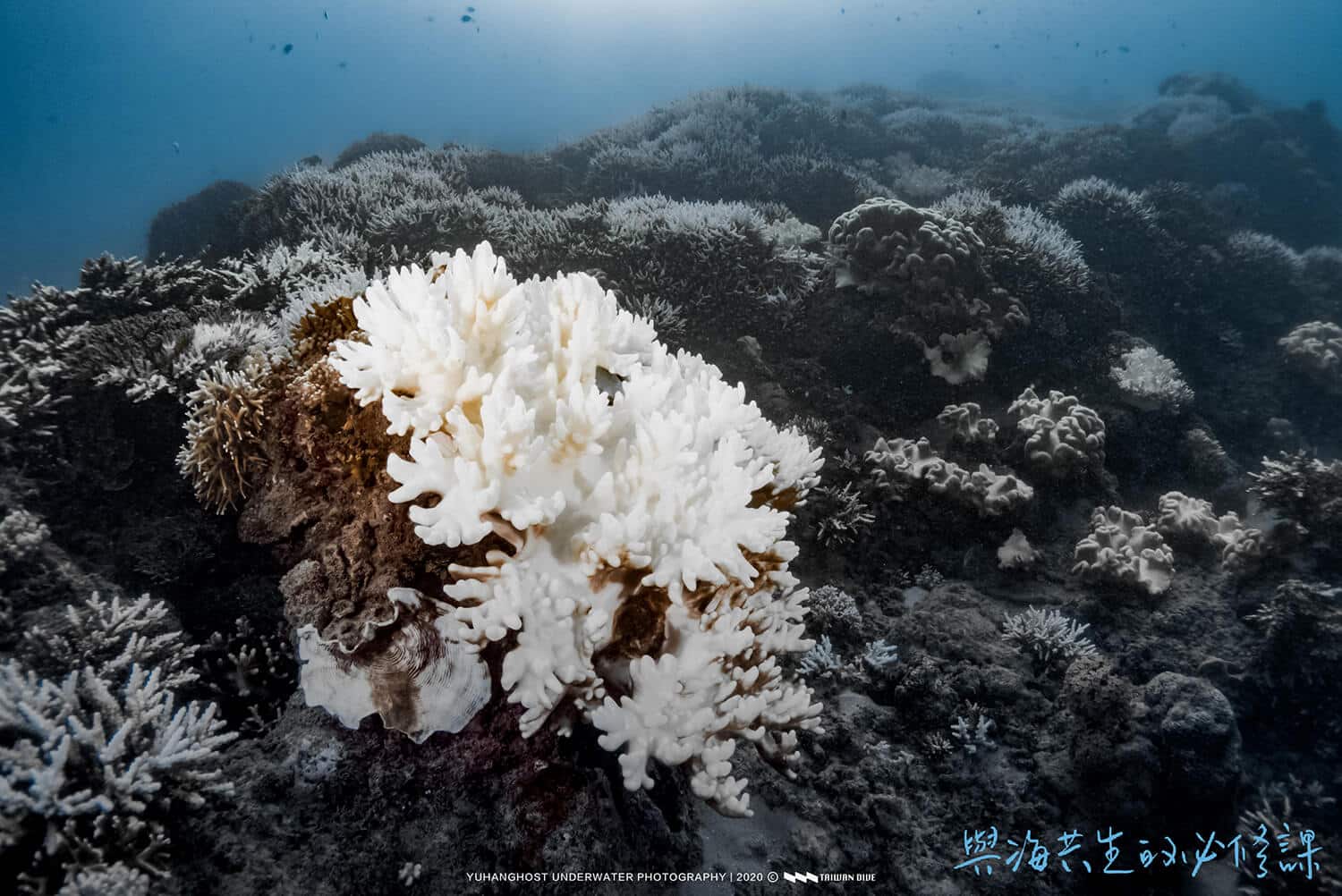 許多人喜愛的海龜，近幾年常見誤食塑膠垃圾的悲劇。／圖片提供：台灣潛水