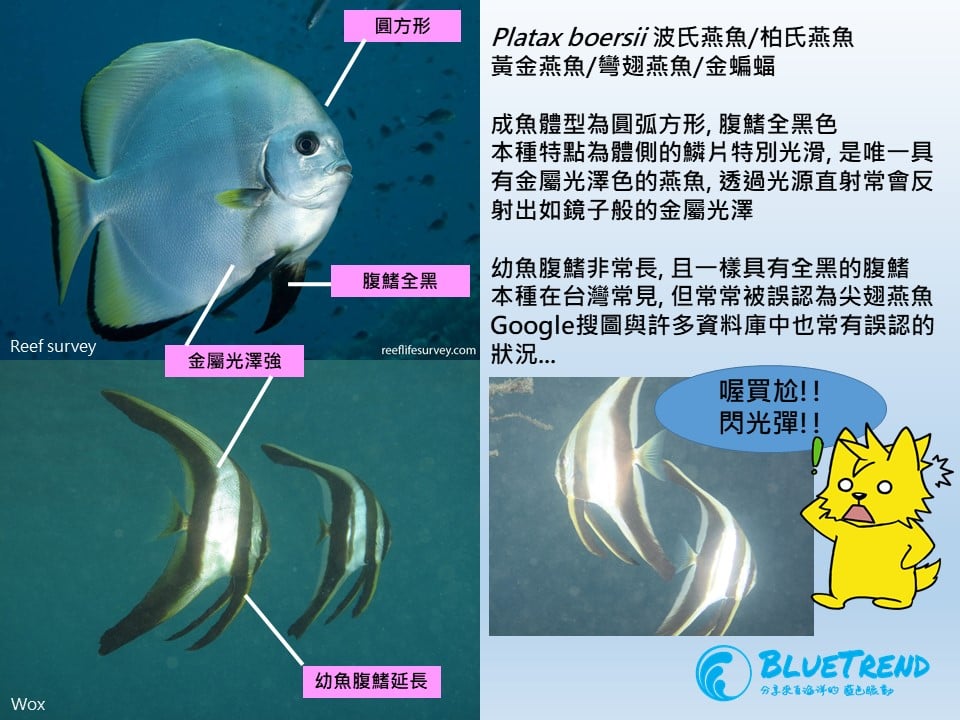 燕魚分類 海洋博物誌