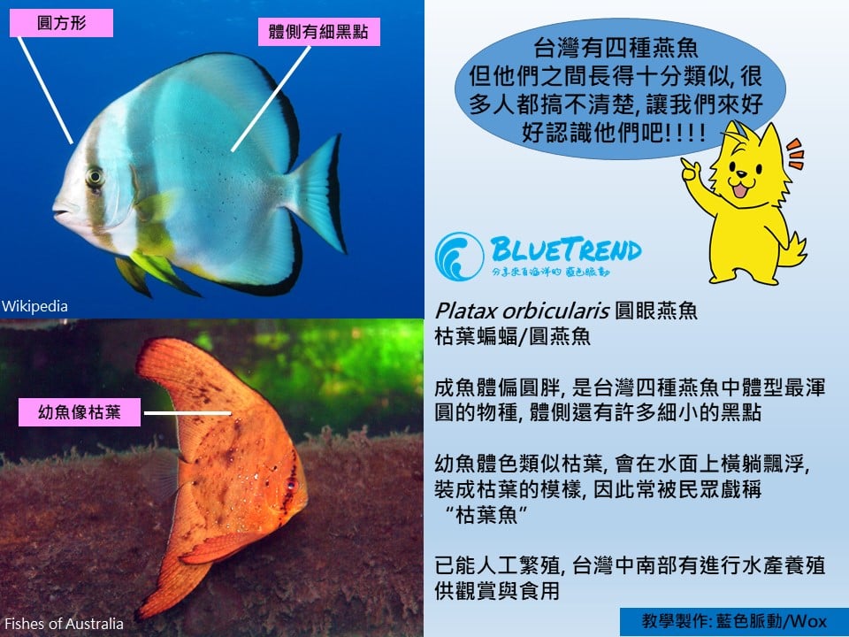 燕魚分類 海洋博物誌