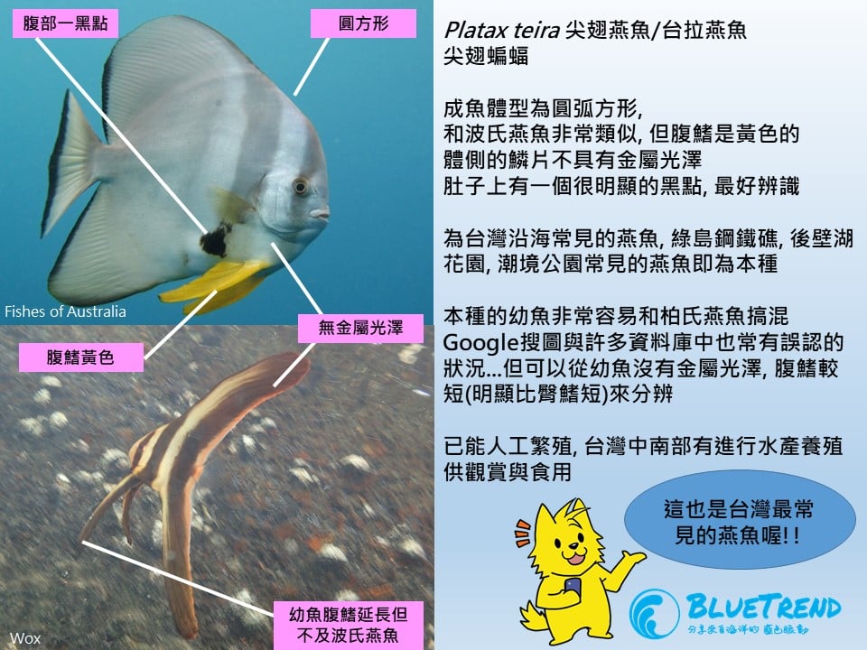 燕魚分類 海洋博物誌