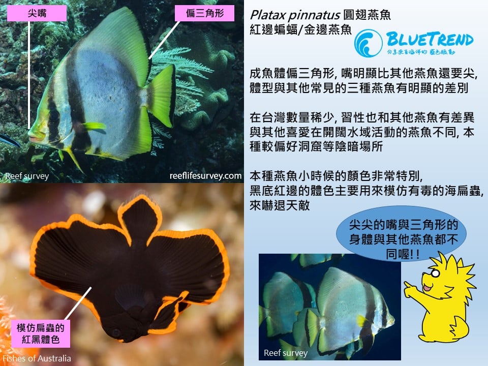 燕魚分類 海洋博物誌