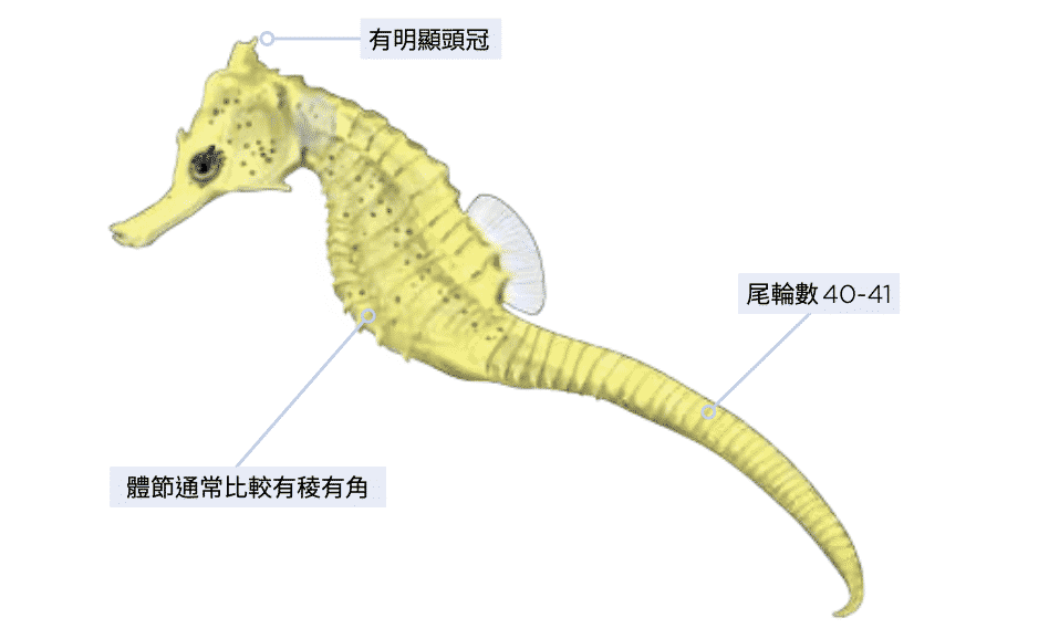 克氏海馬 海洋博物誌-北台灣篇