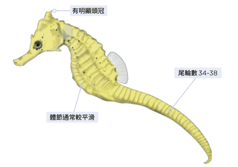 庫達海馬 海洋博物誌-北台灣篇