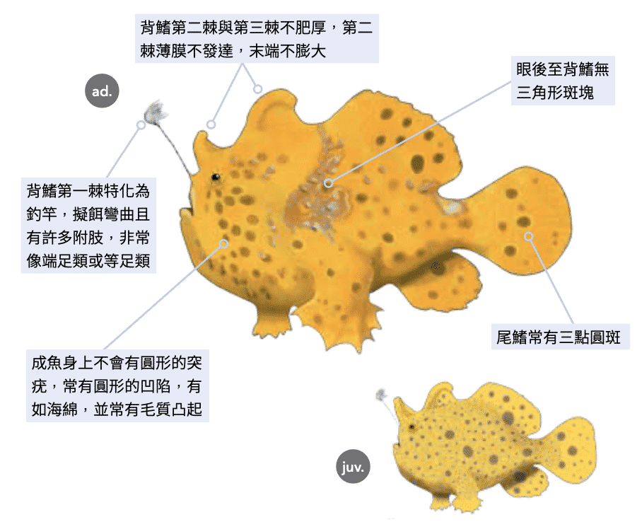 海洋博物誌 娃娃魚 花斑躄魚