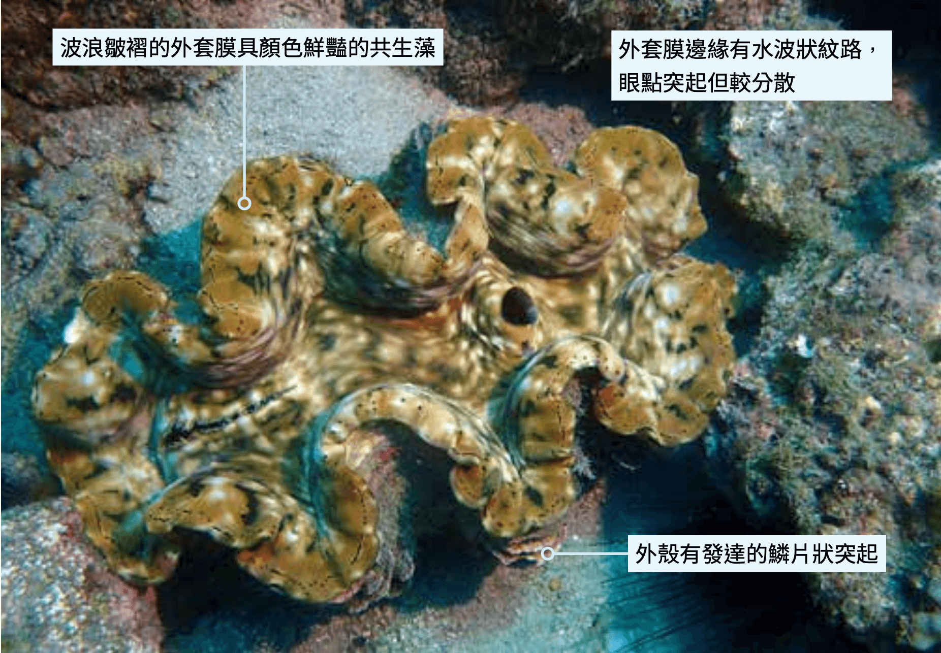 海洋保育動物