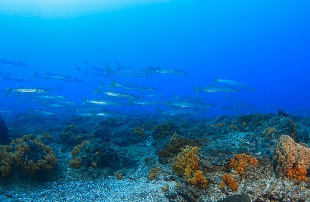 澎湖南方四島 東吉之狼