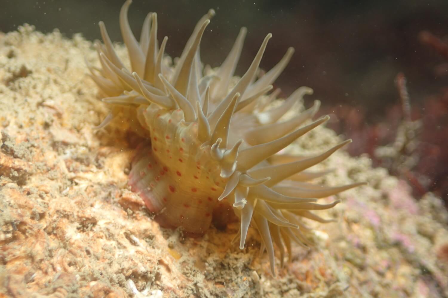 布氏襟疣海葵｜Photo Credit 李承運 海洋棲地與生物微觀教材