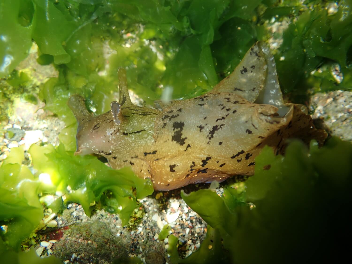 染班海兔｜Photo Credit Ｗox 海洋棲地與生物微觀教材