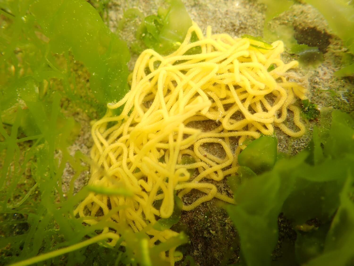 染班海兔的卵團｜Photo Credit Ｗox 海洋棲地與生物微觀教材