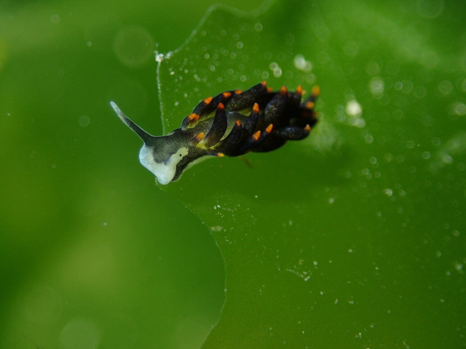 布氏葉鰓海蛞蝓｜Photo Credit Ｗox 海洋棲地與生物微觀教材