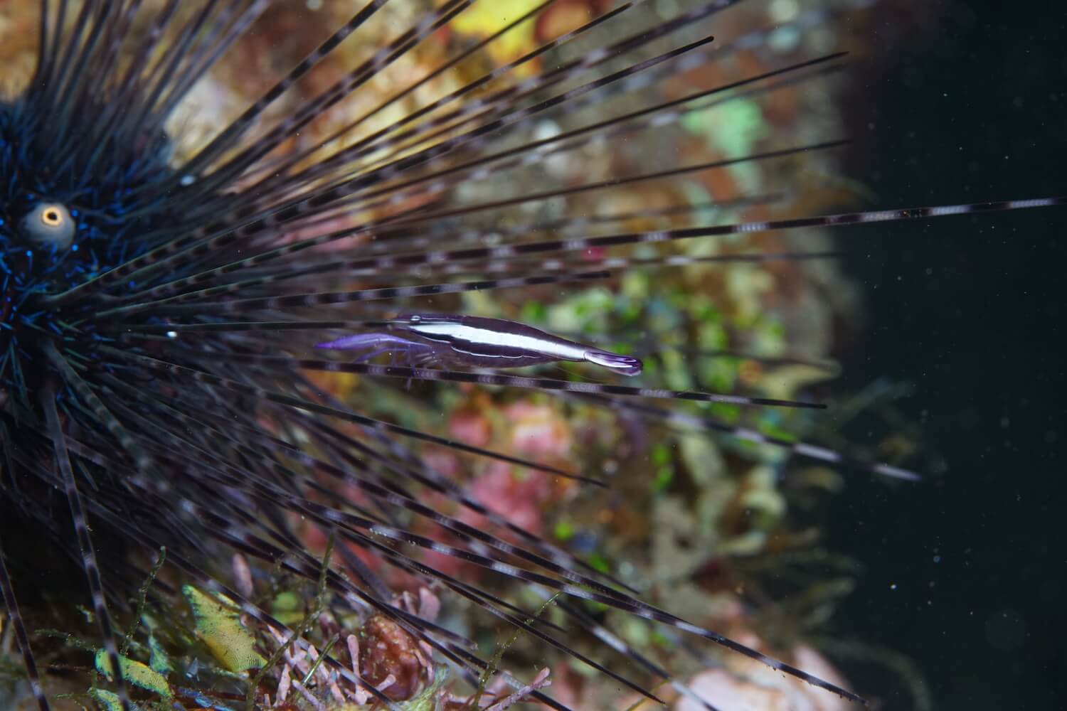 共棲蓋隱蝦｜Photo Credit 李承運 海洋棲地與生物微觀教材