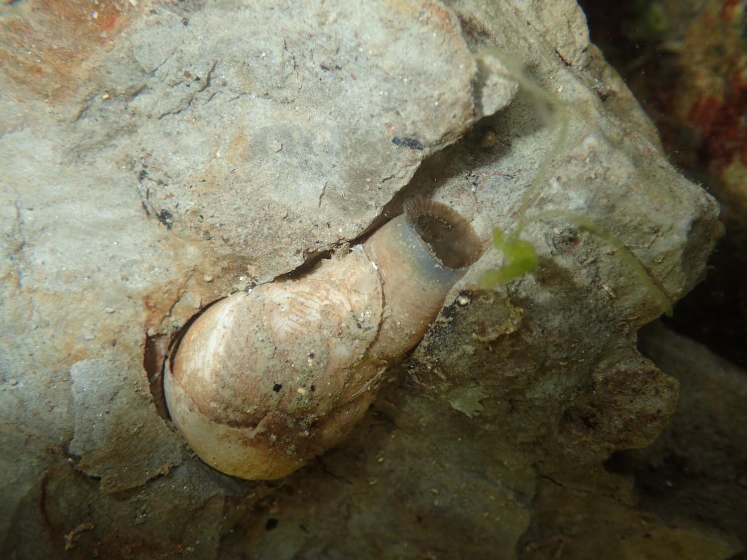 擬潛穴蛤｜Photo Credit Ｗox 海洋棲地與生物微觀教材