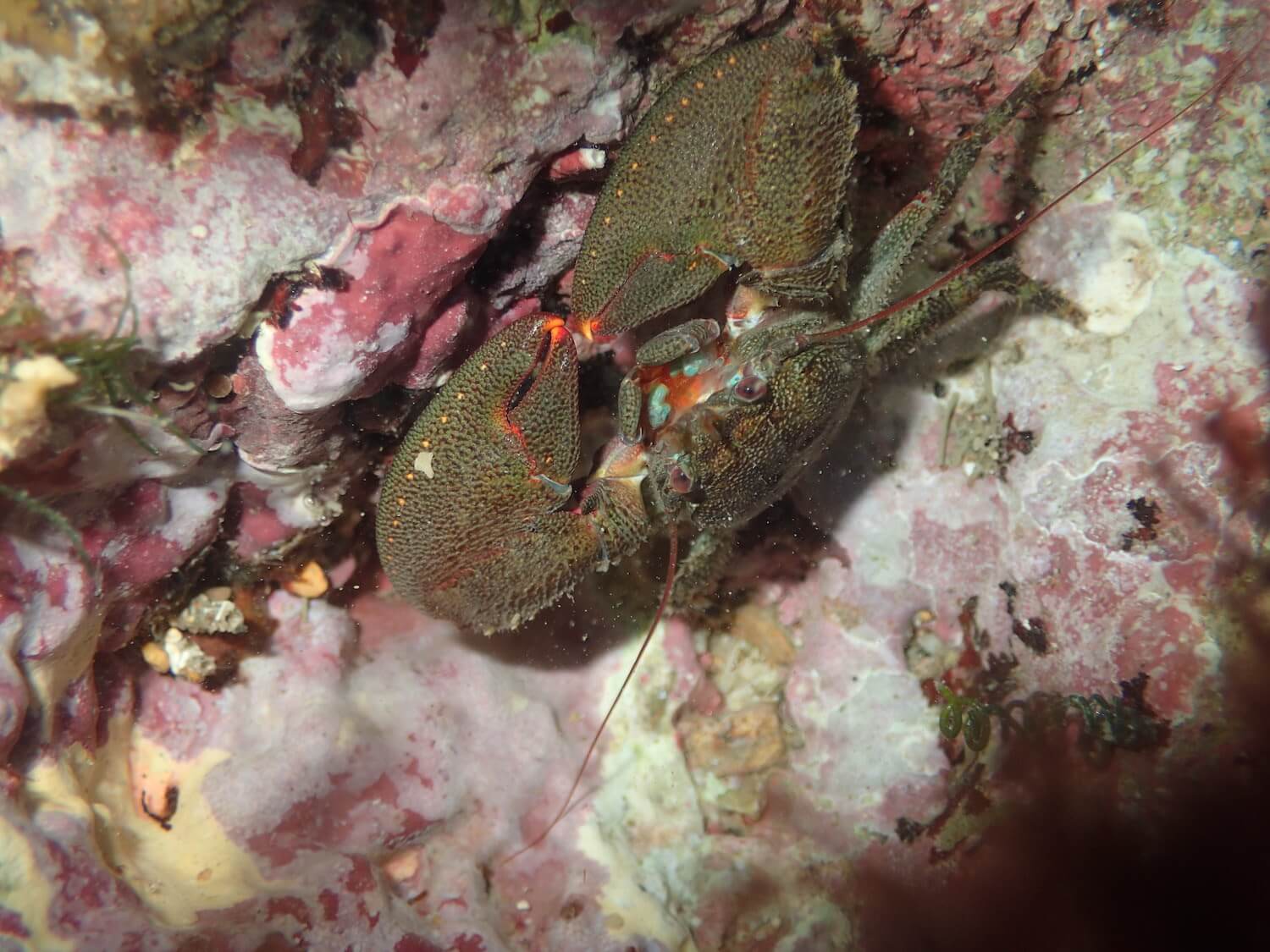 矛狀岩瓷蟹｜Photo Credit Ｗox
海洋棲地與生物微觀教材