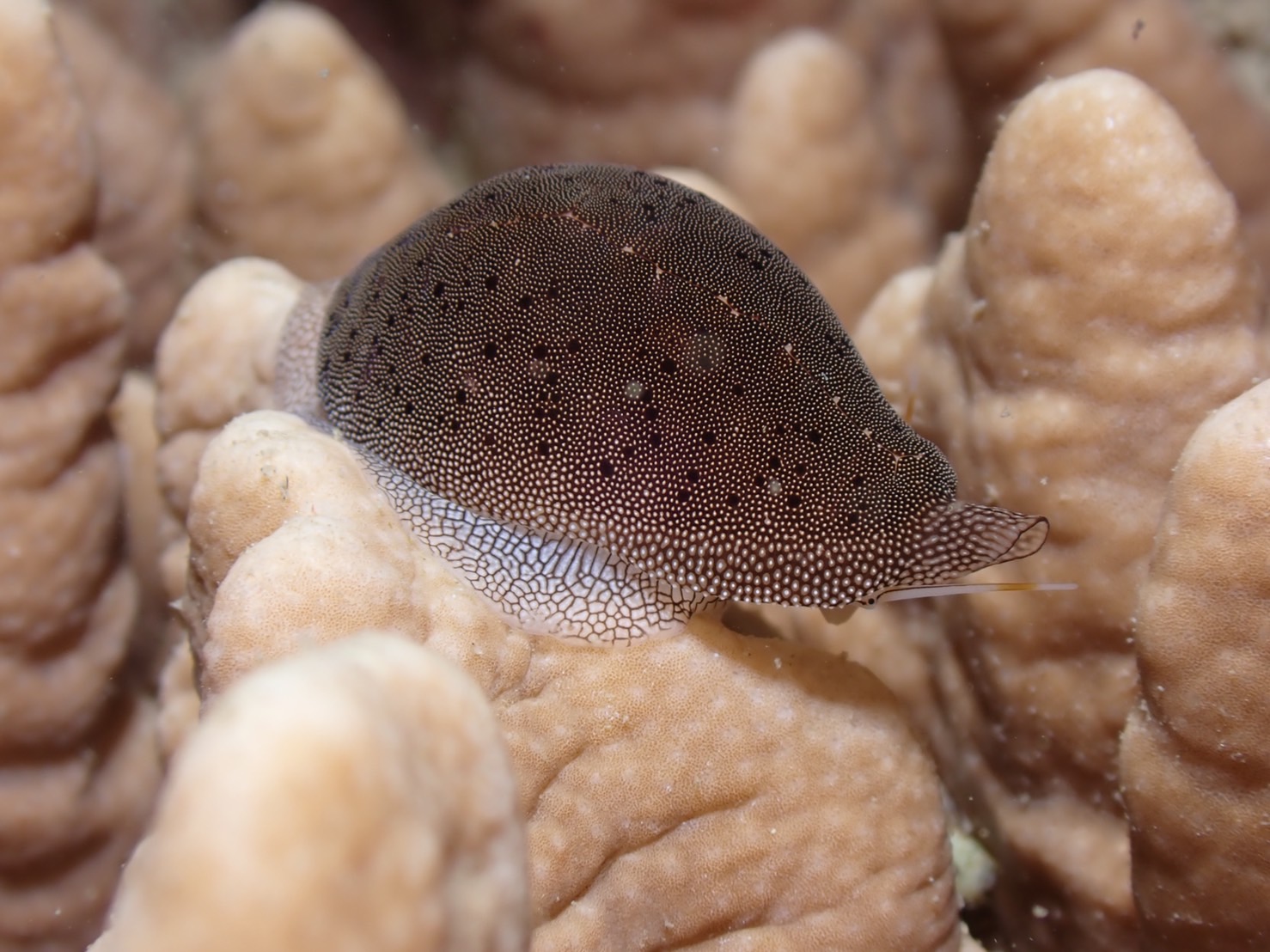 半紋原瓮螺｜Photo Credit 陳致維 海洋生物與微觀教材