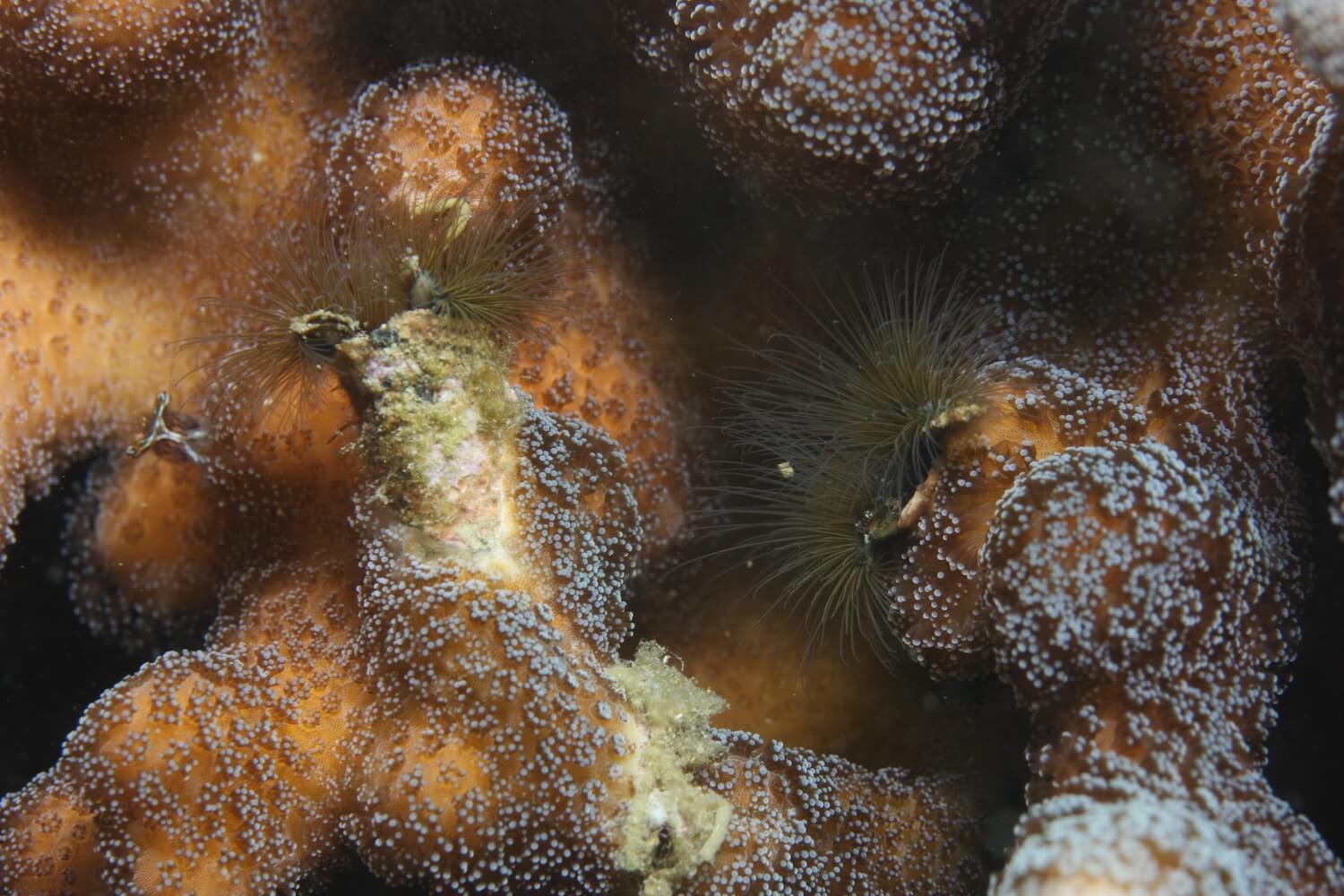 彎尖帚毛蟲｜Photo Credit Ｗox 海洋棲地與生物微觀教材