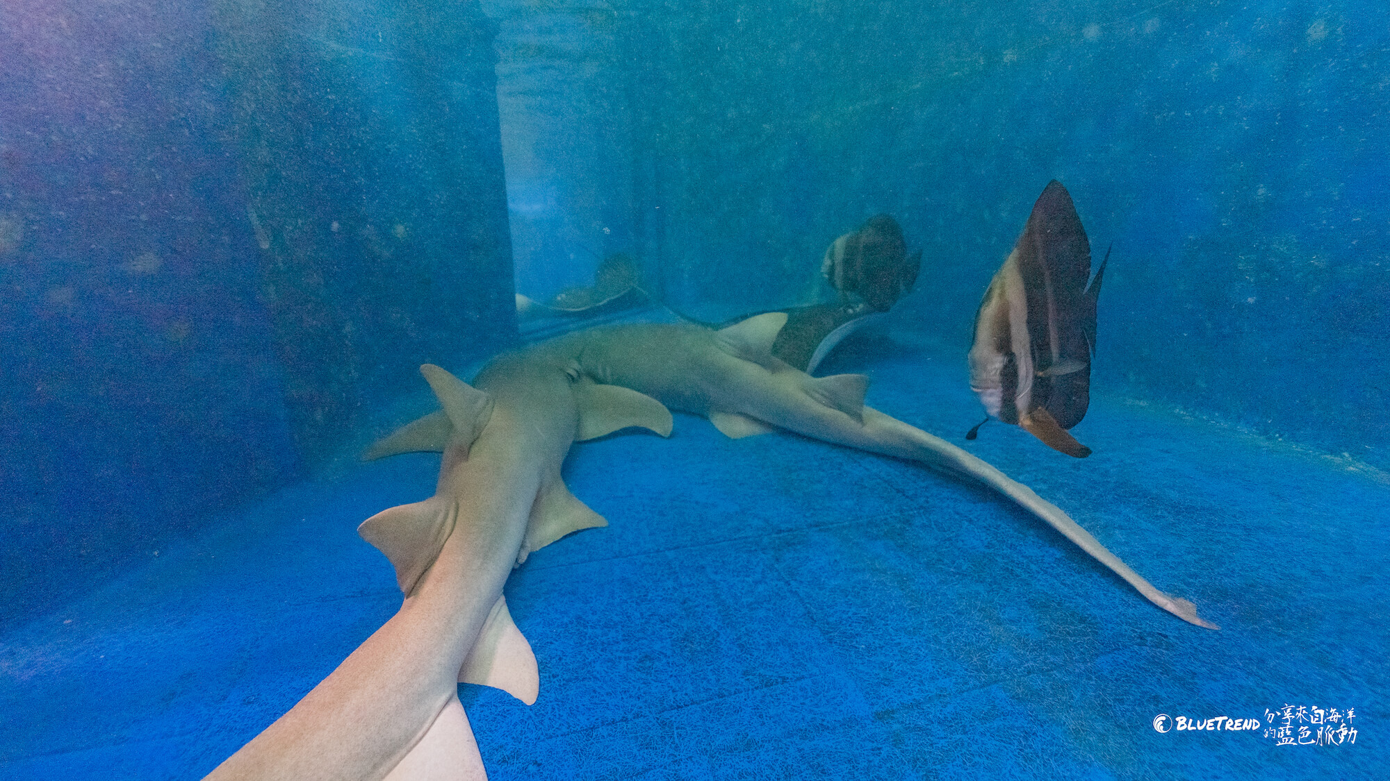 澎湖水族館 一日大洋潛水員