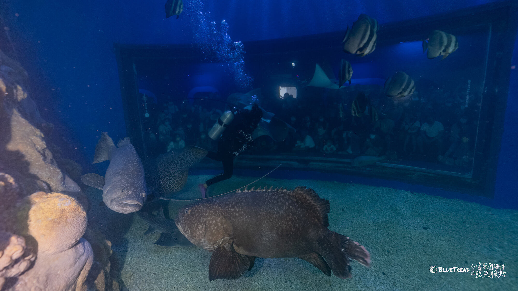 澎湖水族館 一日大洋潛水員