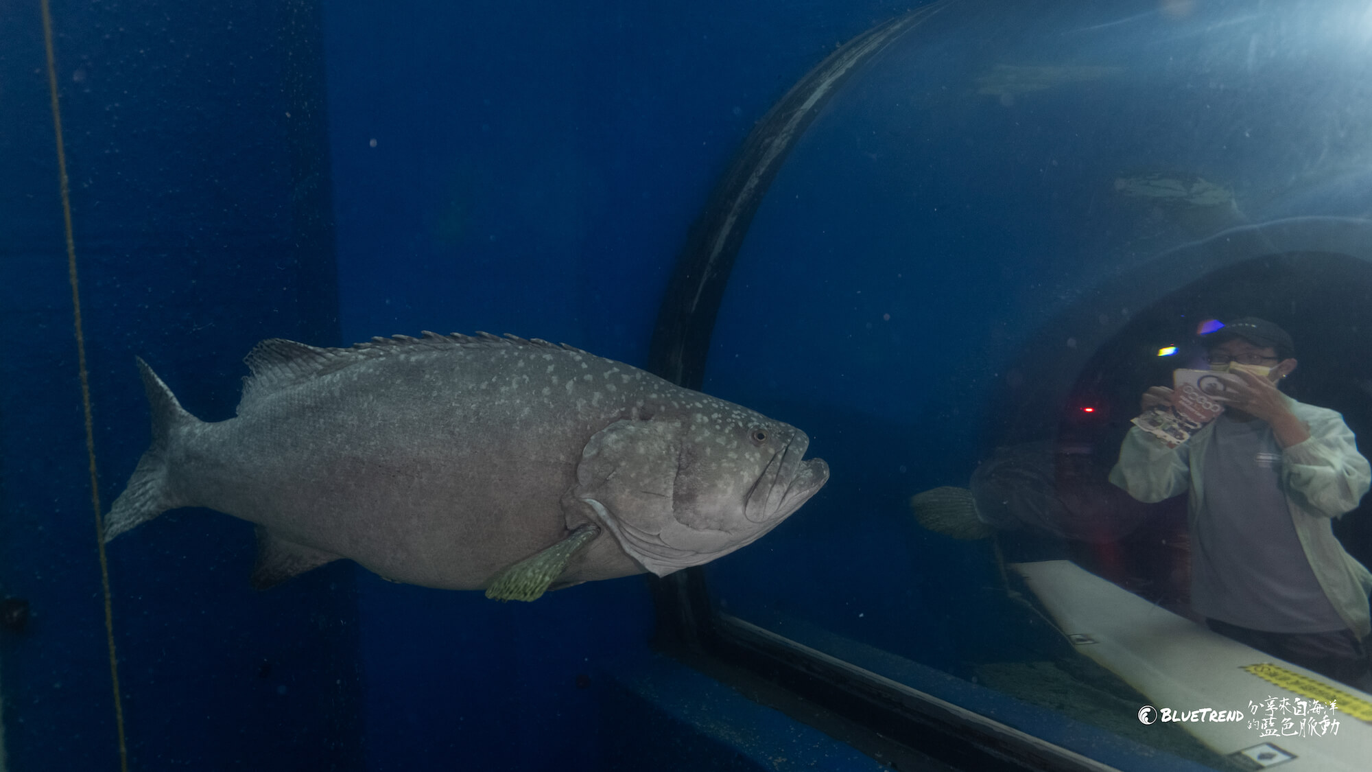 澎湖水族館 一日大洋潛水員