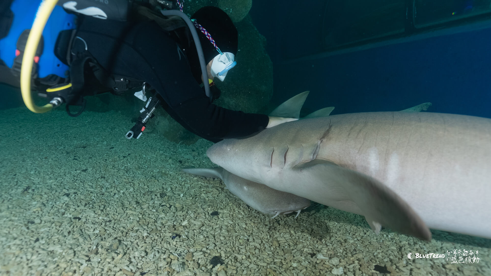 澎湖水族館 一日大洋潛水員