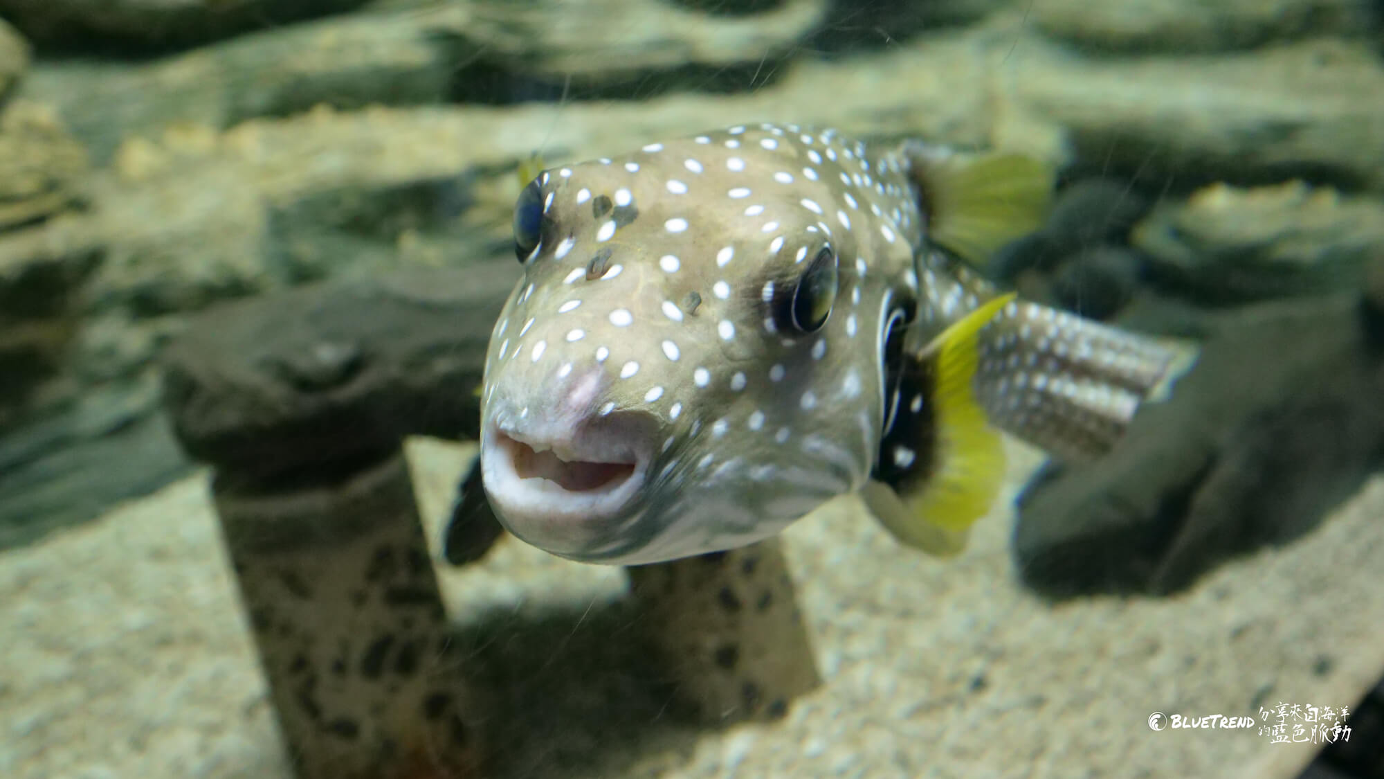 澎湖水族館 一日大洋潛水員