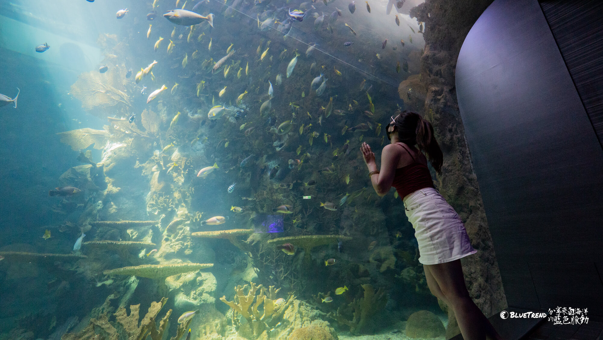 澎湖水族館 一日大洋潛水員