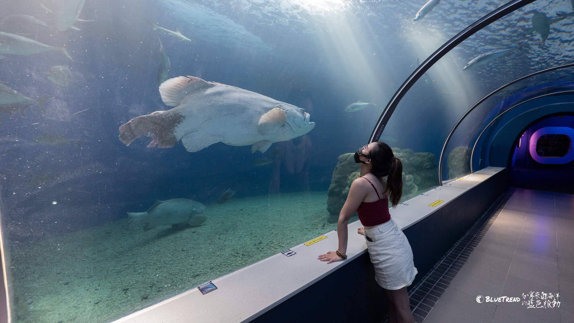 澎湖水族館 一日大洋潛水員