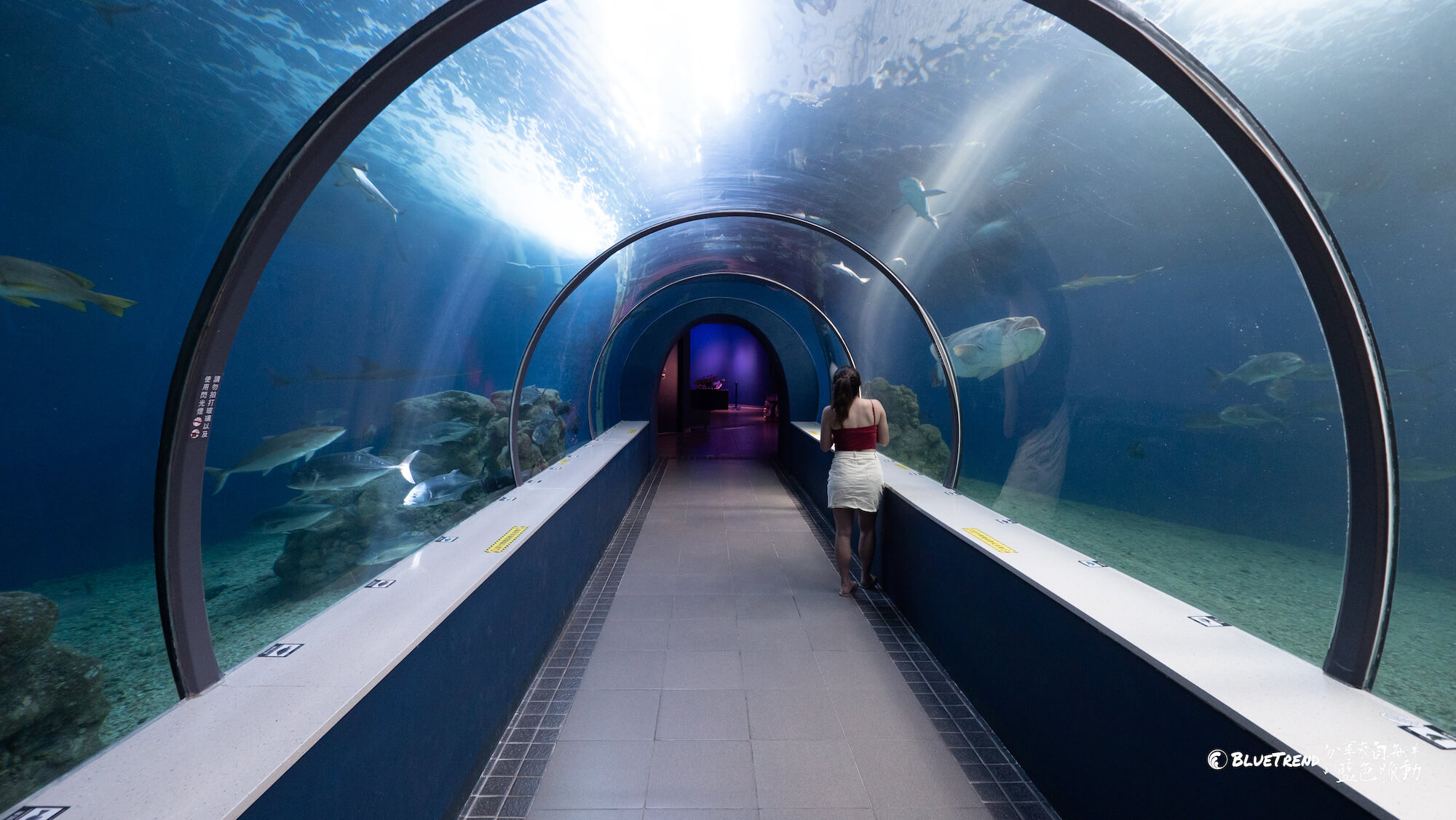 澎湖水族館 一日大洋潛水員