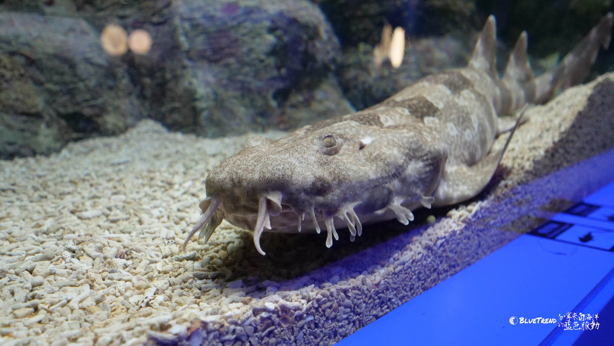 澎湖水族館 一日大洋潛水員