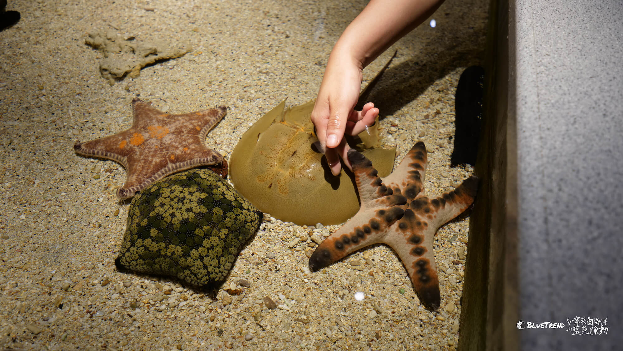 澎湖水族館 一日大洋潛水員