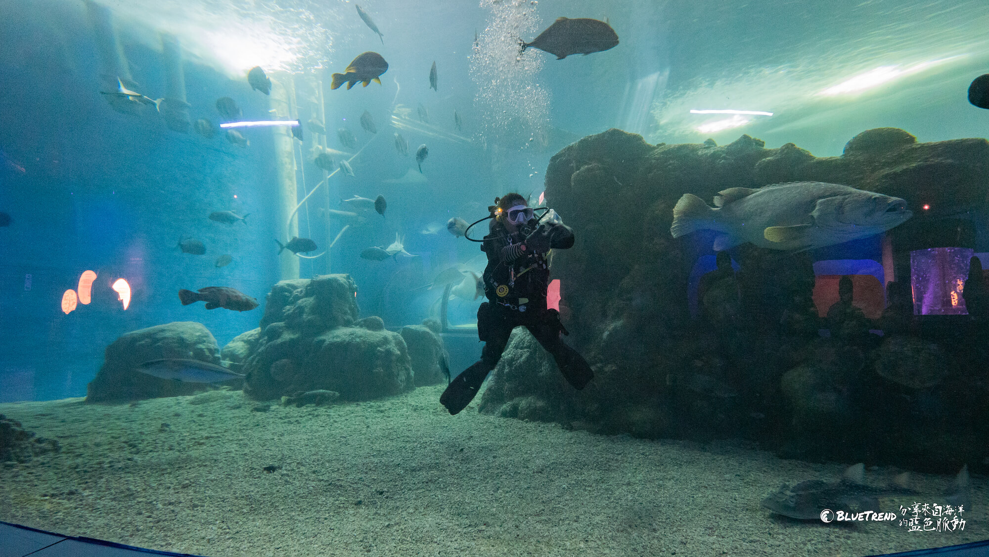 澎湖水族館 一日大洋潛水員