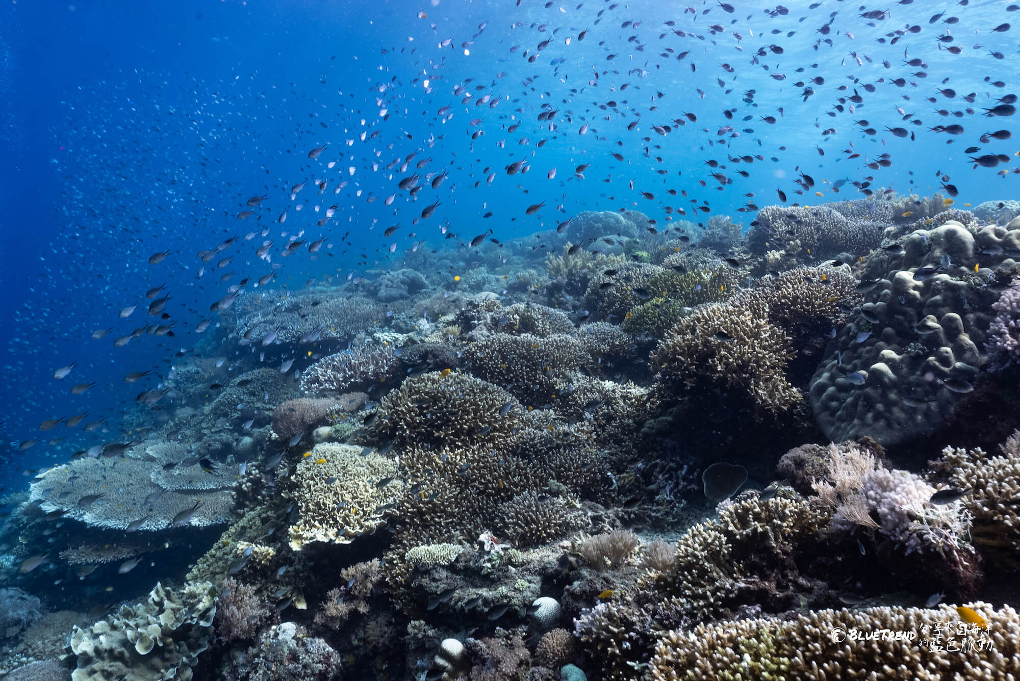 菲律賓 邦勞島 巴里卡薩島 Balicasag 潛水