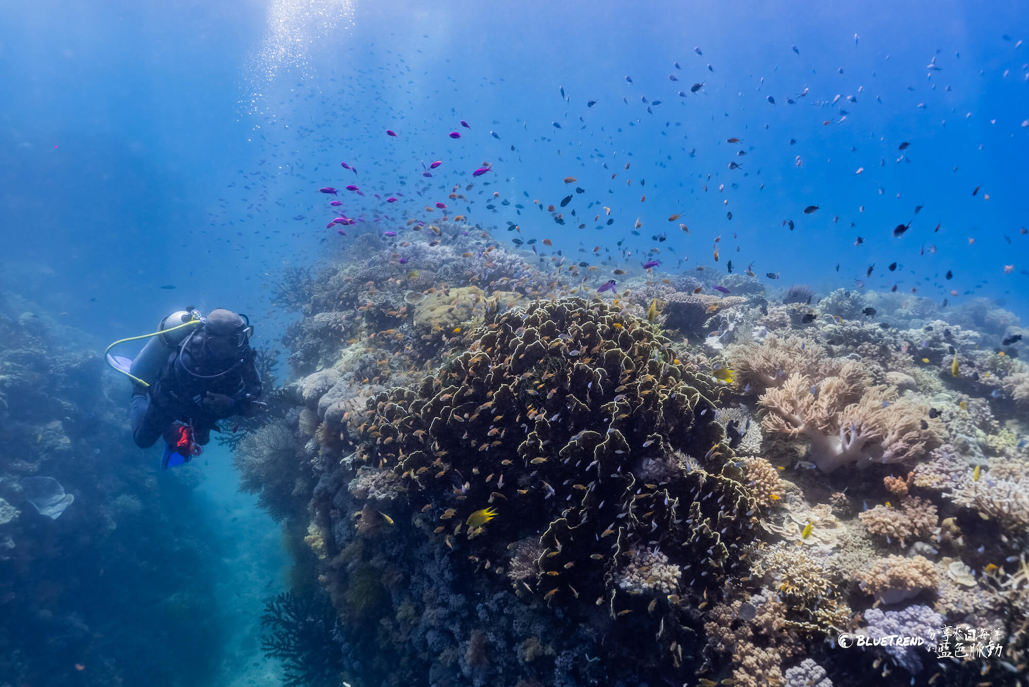 Bohol 潛水 海島瘋