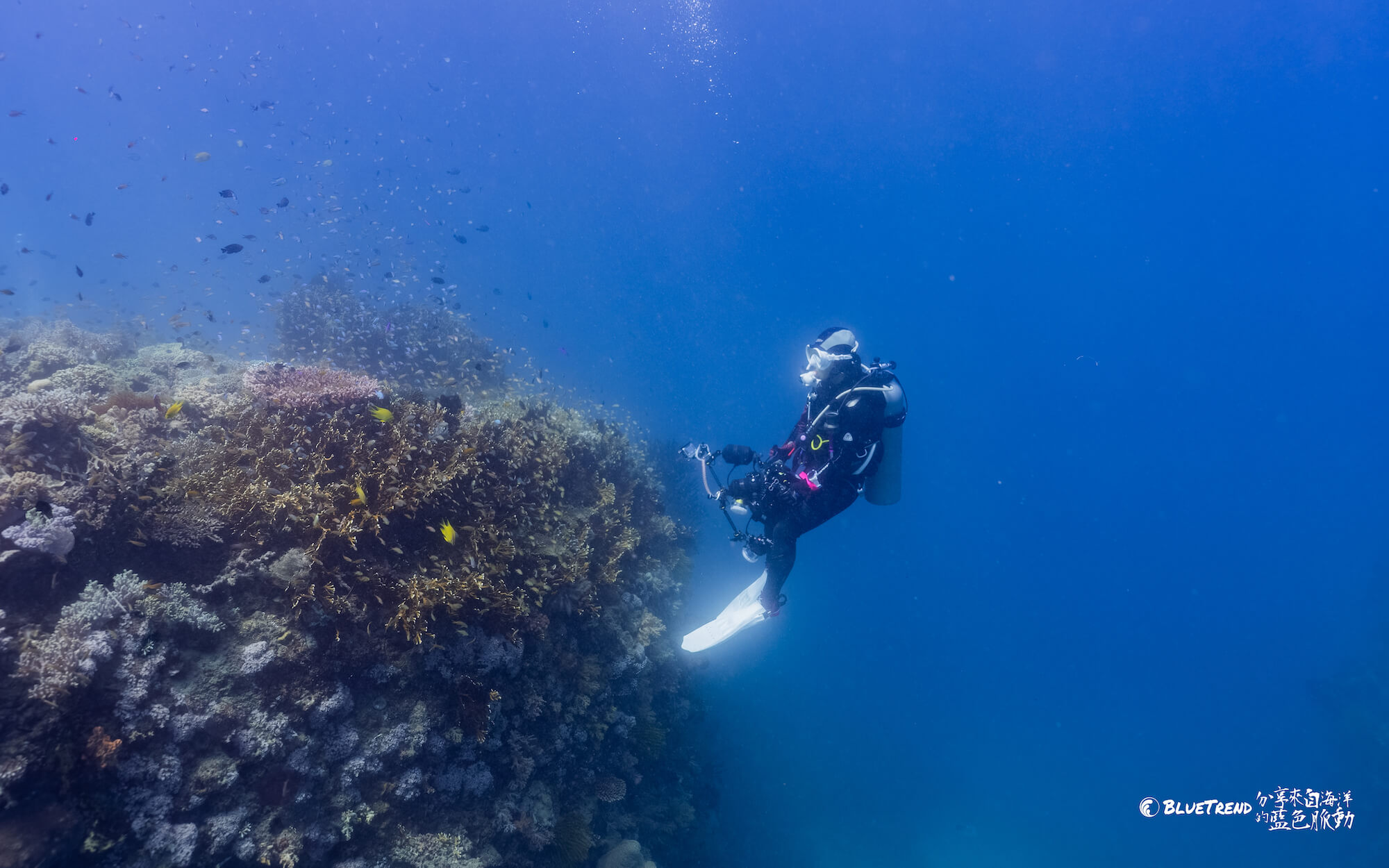 Bohol 潛水 海島瘋