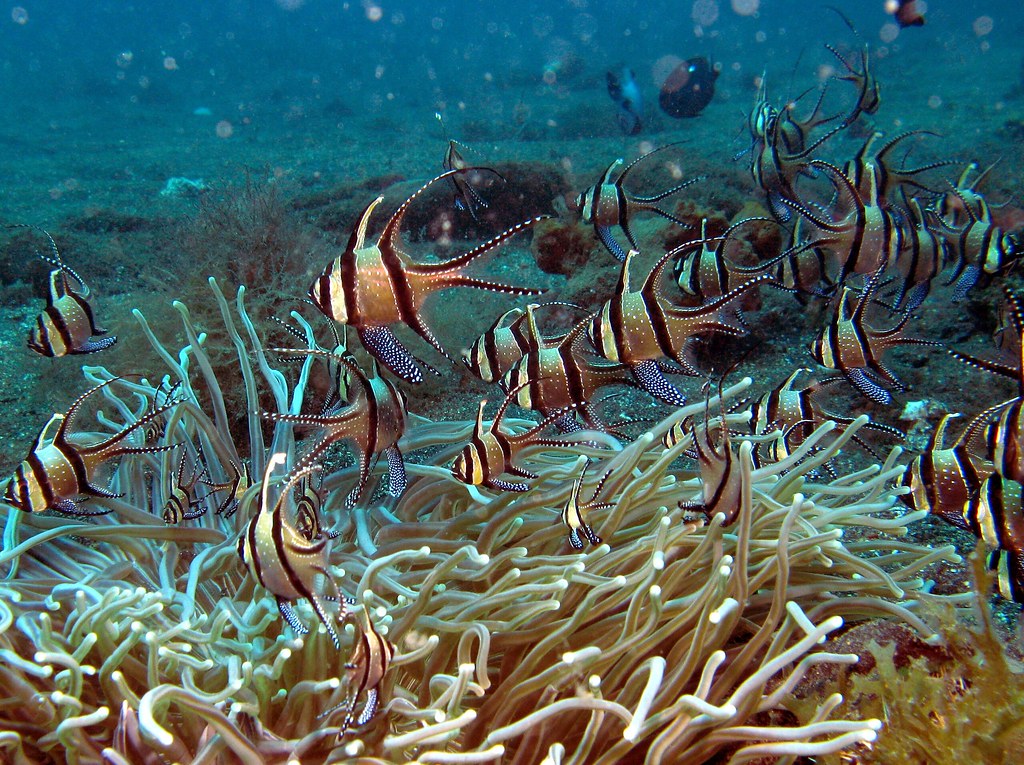 考氏鰭竺鯛 水族貿易