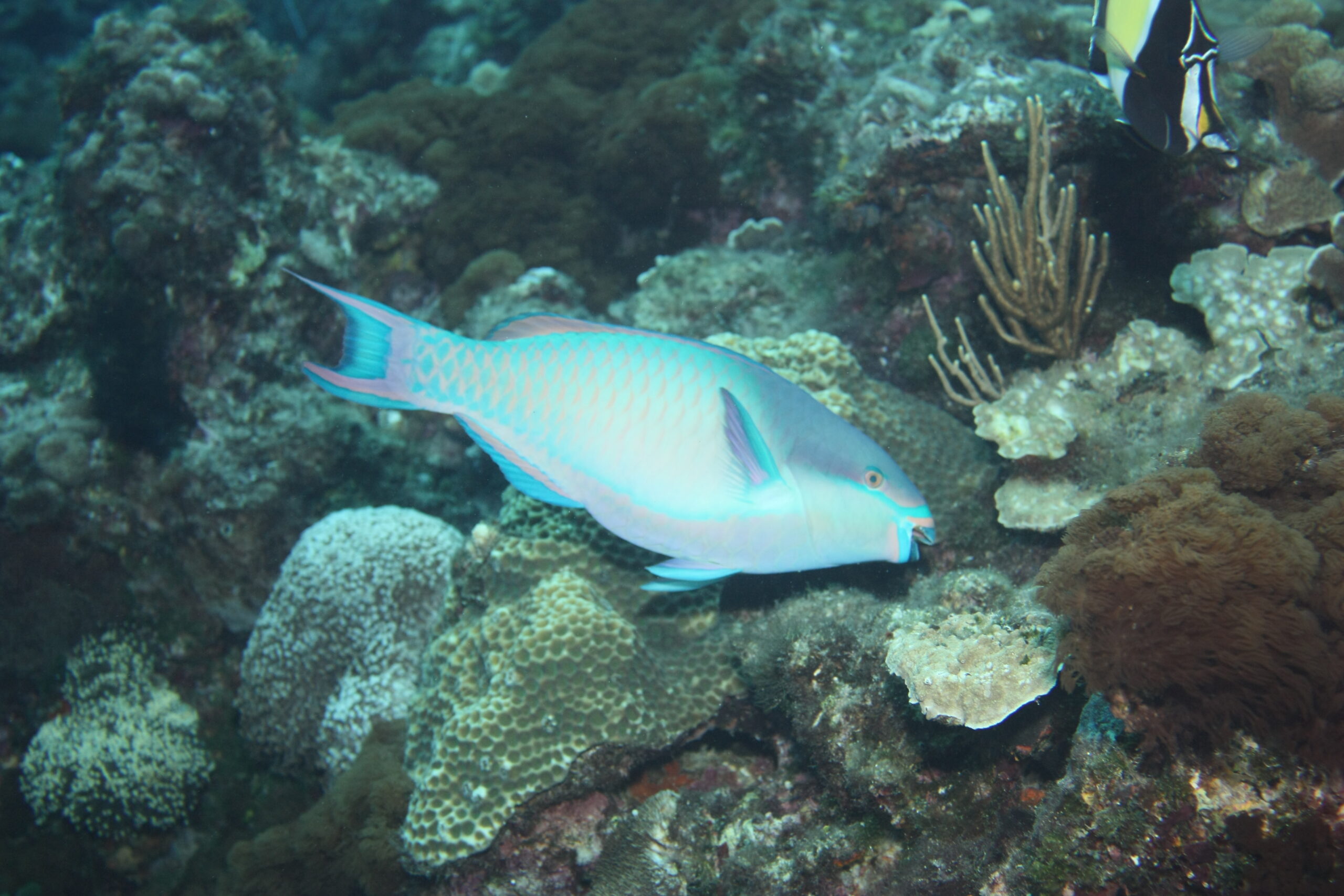 鸚哥魚
