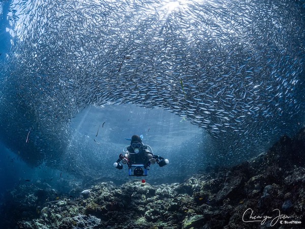 海洋生物資料庫