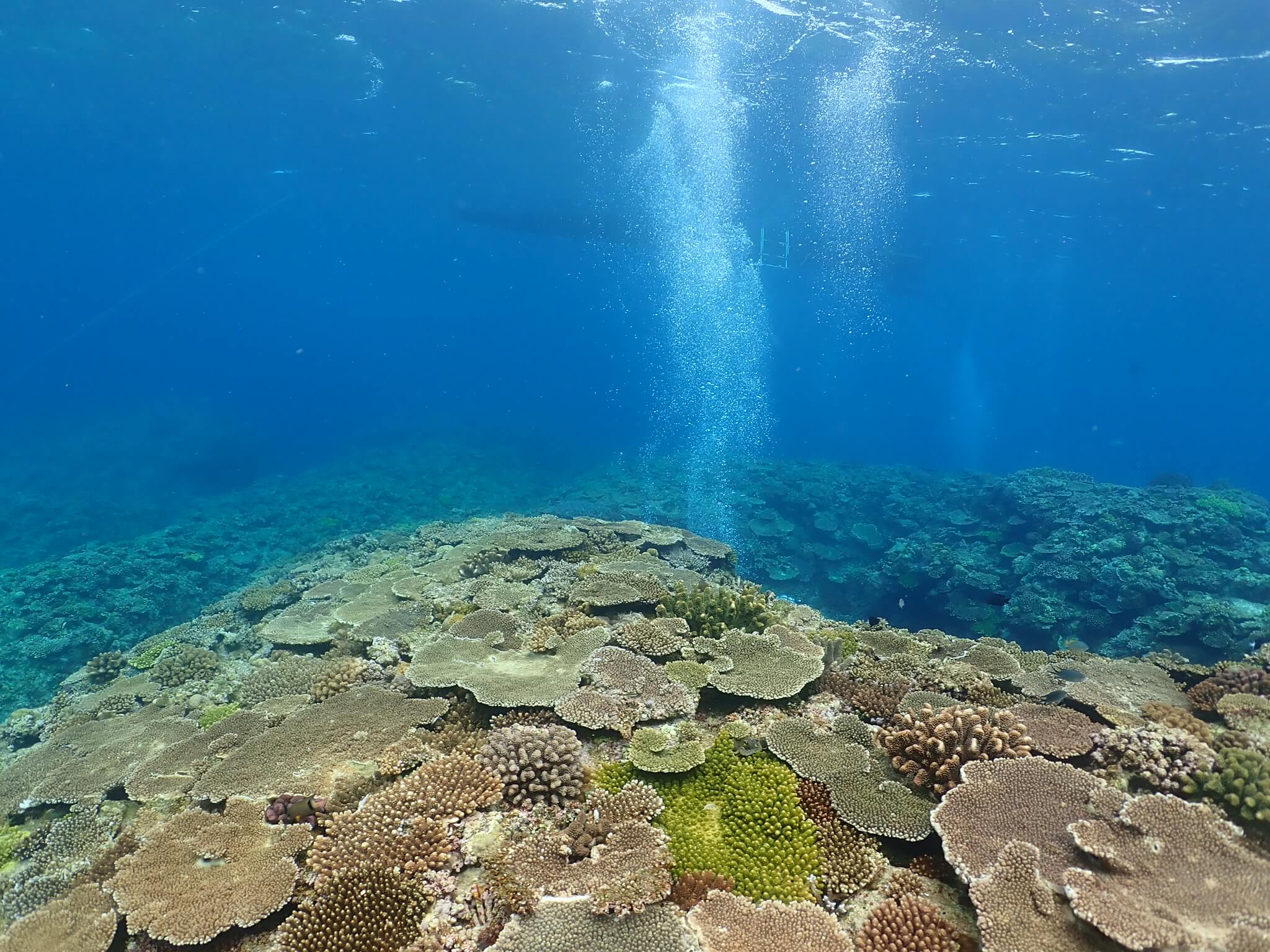 沖繩潛水 萬座毛 日本潛水 沖繩