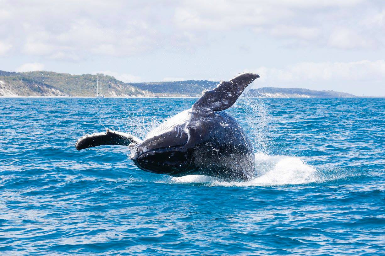 swimming with whale