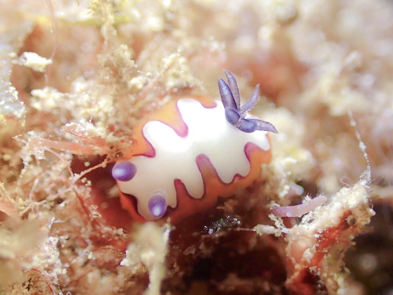 沖繩潛水 日本潛水 青之洞 okinawa diving