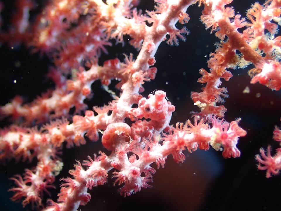 沖繩潛水 萬座毛 日本潛水 沖繩