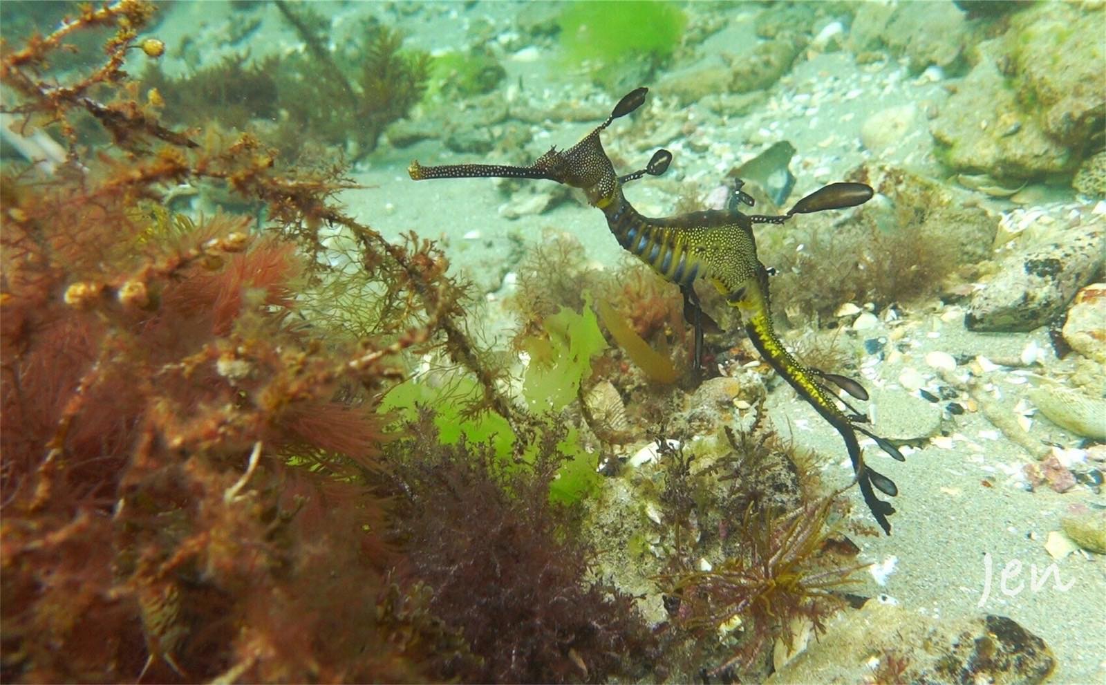 Weedy Sea Dragon