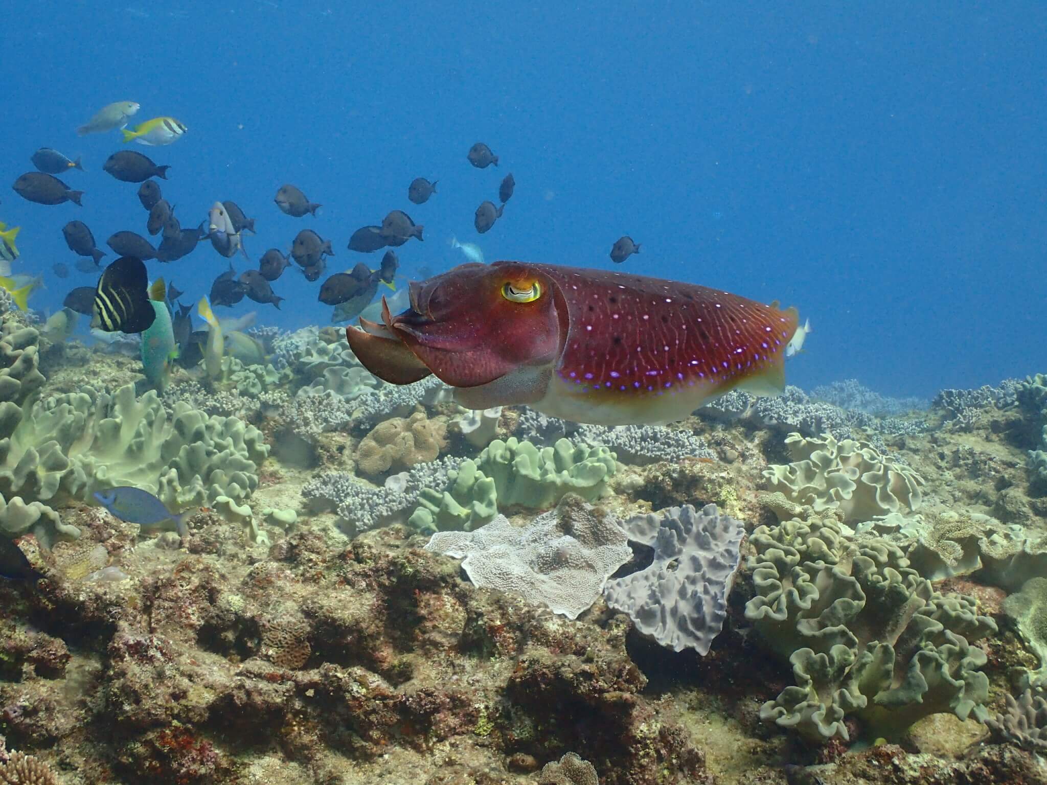 沖繩潛水 日本潛水 青之洞 okinawa diving