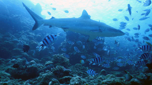 斐濟 潛水 虎鯊 tiger shark diving scuba