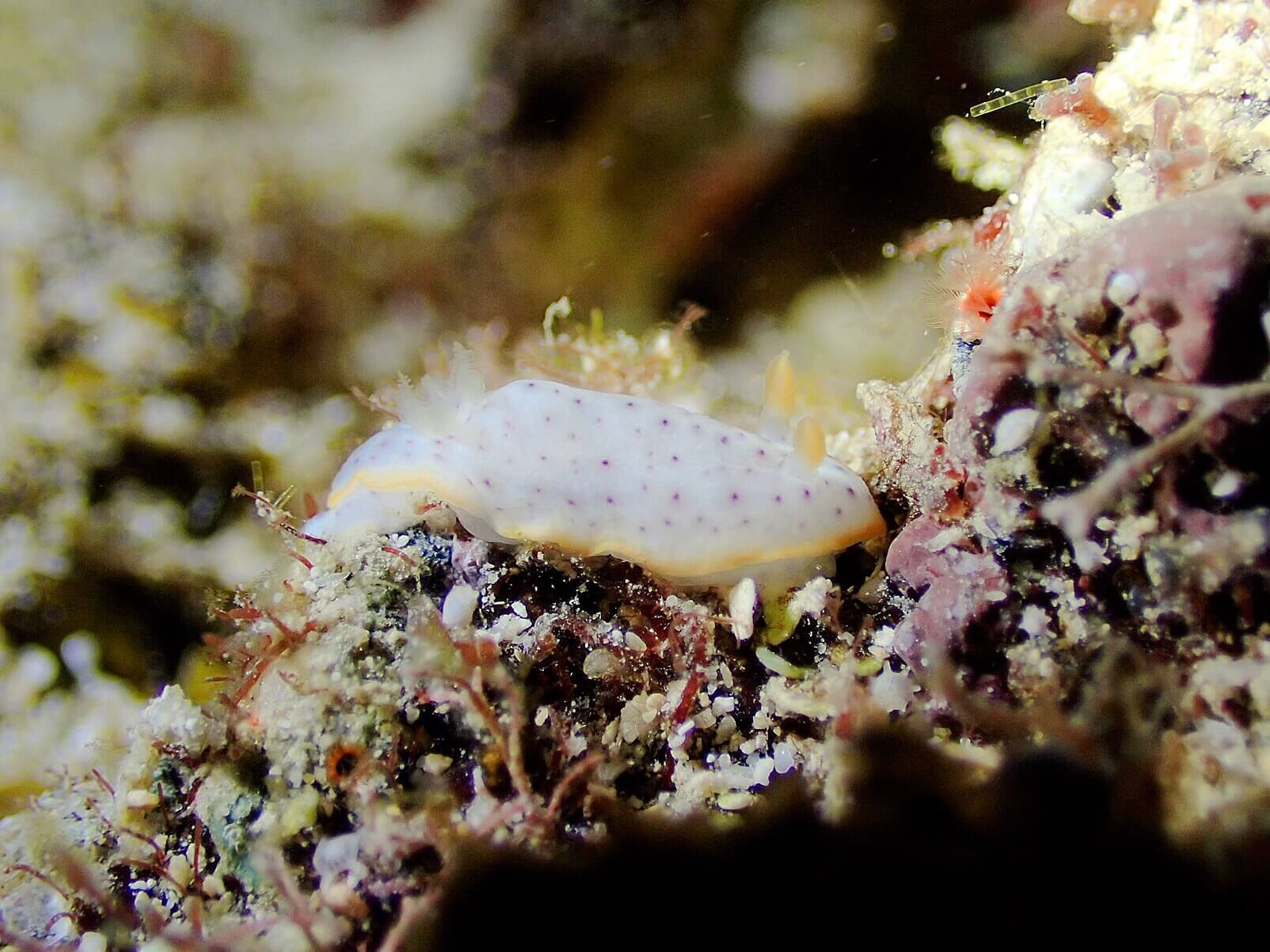 沖繩潛水 日本潛水 青之洞 okinawa diving